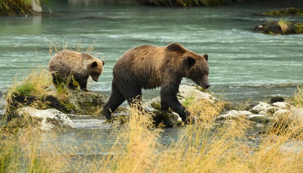 Quels sont les meilleurs endroits pour observer les ours bruns en Alaska?